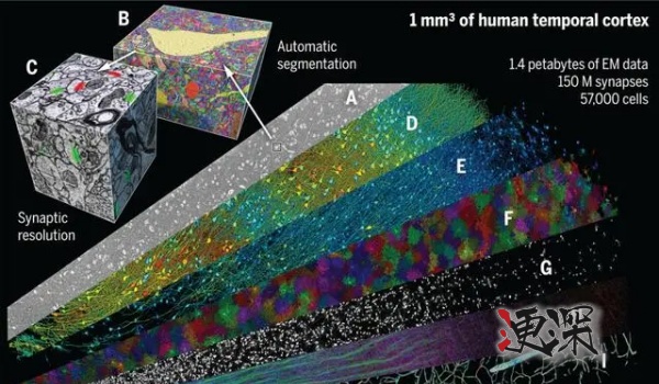 3D大腦_副本1.jpg 3D大腦_副本1.jpg